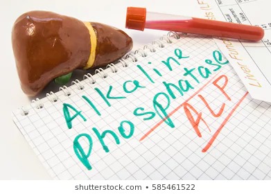 alkaline phosphatase چیست